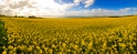 canola 19